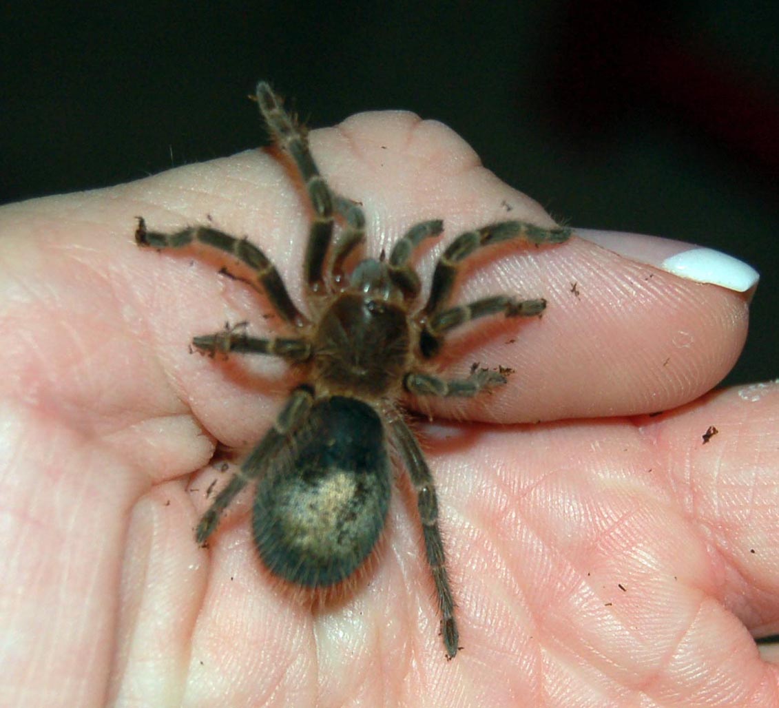Chaco Golden Knees spiderling