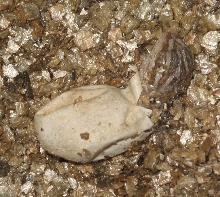 Hatching egg