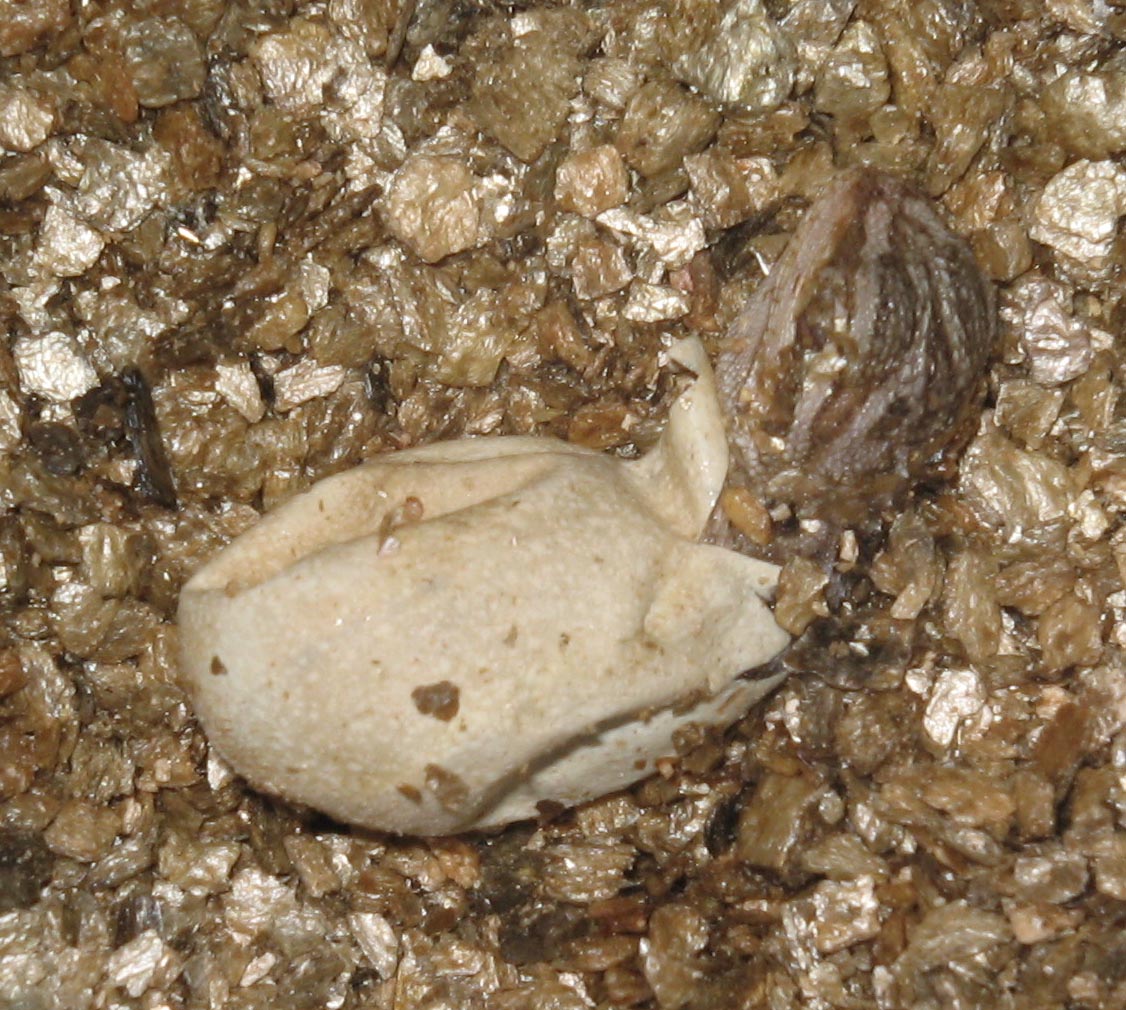 Hatching egg