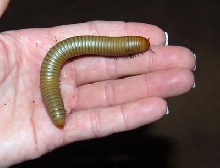 Ocala Giant Millipede