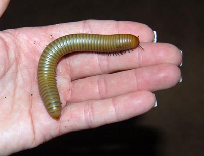 Ocala Giant Millipede