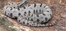 pigmy rattlesnake