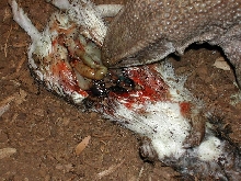 diesel eating a rat