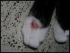 sore paw