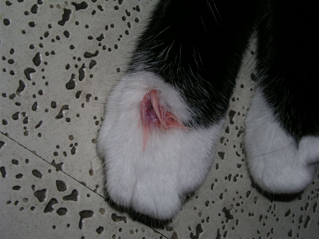 sore paw