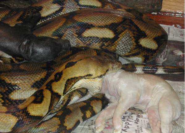 Tigger Eating