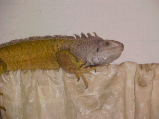 liane,elliot evil gf .. lol