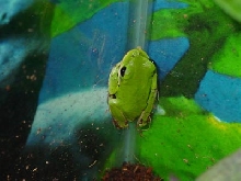 Green Tree Frog (Hyla cinerea)
