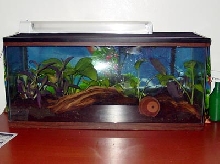 Green Tree Frog Tank