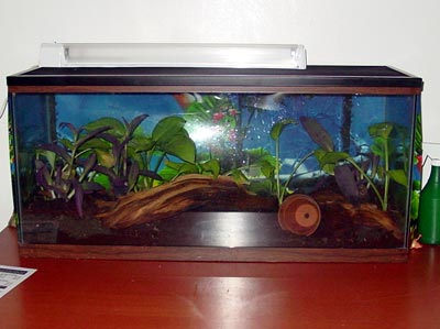 Green Tree Frog Tank
