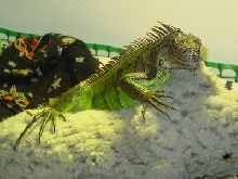 Spike and Lion 2