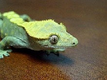 crested