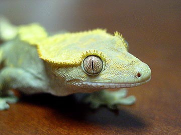crested