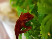 1st day after hatching> Nice Red!