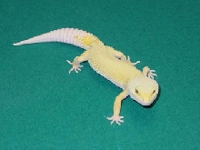 Adult Female Patternless Albino