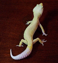 Albino Patternless