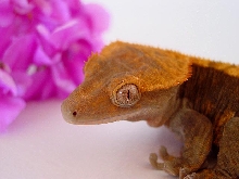 Female again!