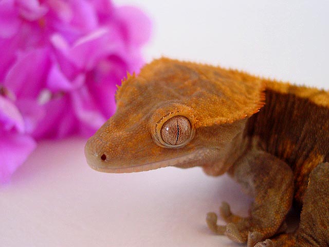 Female again!