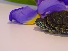 my red ear enjoying some spring!
