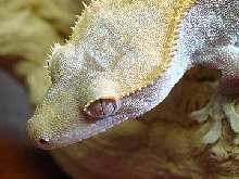 Head shot