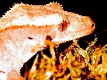 Crested Head