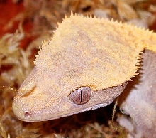 Nice Head