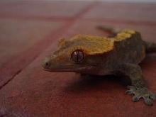 Crested