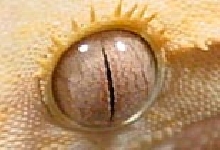 Crested Eye
