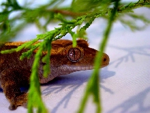 Nice Picture! Female Crested