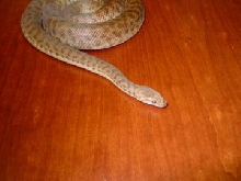 Gravid adult Female Childrens