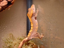 Crested Female
