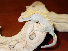 Female Crested