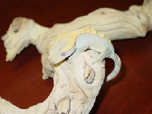 Crested Female