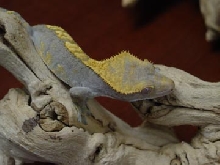 Crested Female