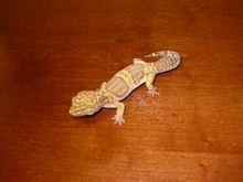 Tremper Albino Female