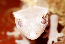 Crested
