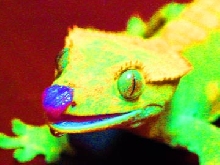 Crested