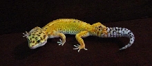 My Hypo Tangerine