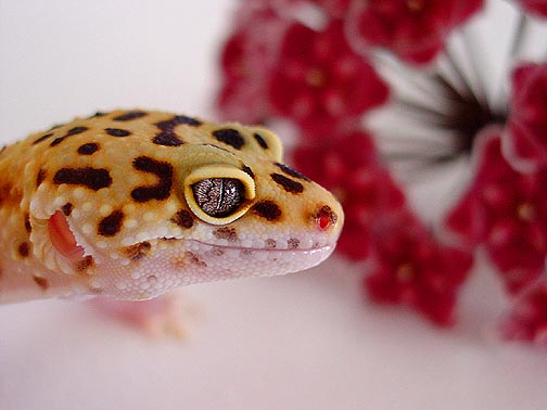 Female enjoying Spring!