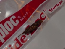 Gecko Feces