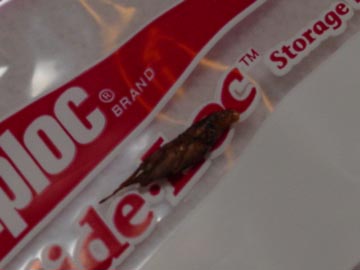Gecko Feces