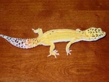 Geckos