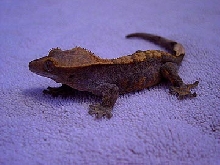 crested