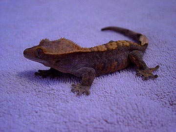 crested