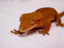Newest Proven female In dull Colors