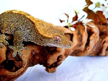 Female Crested