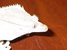 Crested