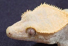 Crested Head