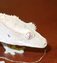 Side Head