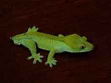 one of my males all excited